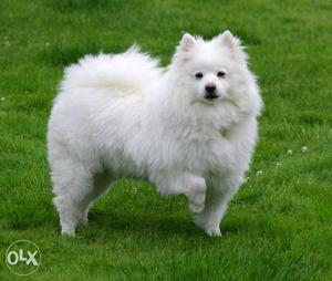 One years very adorable& healthy Spitz all