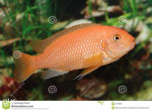 Orange cichlid 6 pcs.