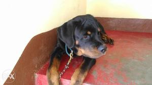 Original Pure Champion Breed Rottweiler.Fully vaccinated.