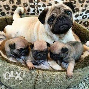 Outstanding quality pug male and female puppies