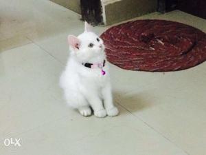 Persian cat Male 9 months old Vaccinated