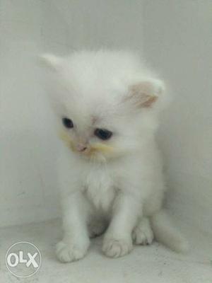 Persian cat full punch face 1 month old kittens