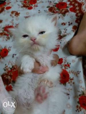 Persian cat kitten per  total I have 7 kitten