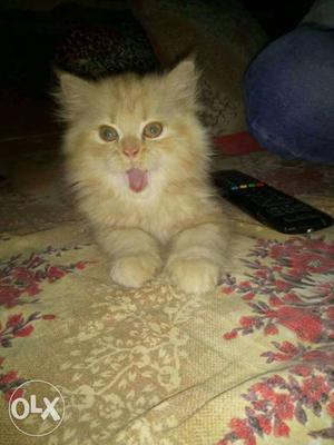 Persian cat male 3 month old