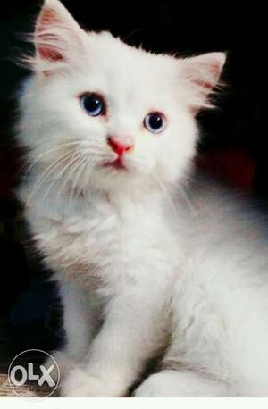 Persian cat white colour semi punch face. With