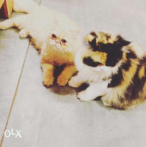 Persian kittens 8 months old