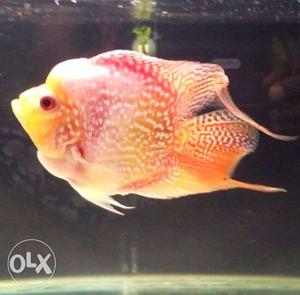 Pink And Yellow Flowerhorn