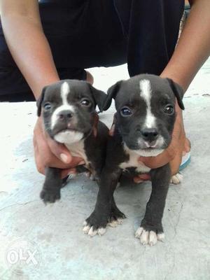 Pitbull puppys selll 40days old contact no