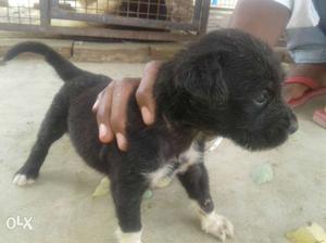 Pittbul pup Black And White Puppy