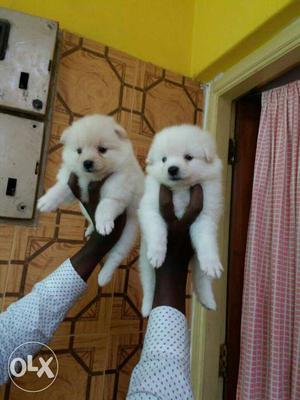 Pomeranian male and female puppies available in