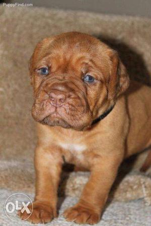 Princy kennel;-french mastiff puppy free home delivery and