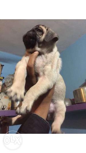 Pug,fawn colour, male, hybrid, imported one