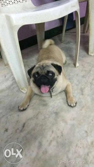 Pug male 1year old for matting available in