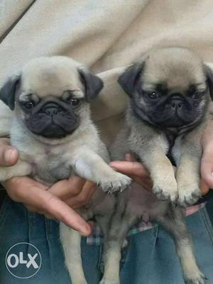Pug male puppy available for show home