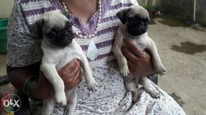 Pug puppies available contact for more details