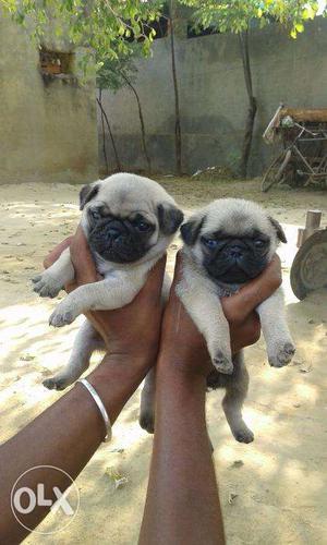 Pug sweet pups available age 1 month call now number show in