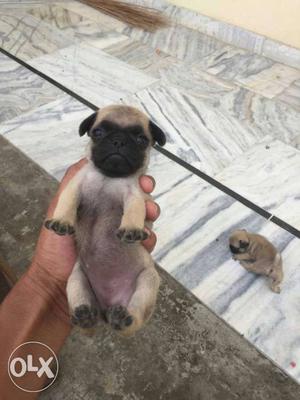 Pug top quality male  female  month