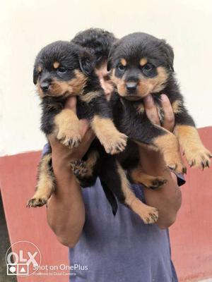 Pure Rottweiler broad head puppy available for
