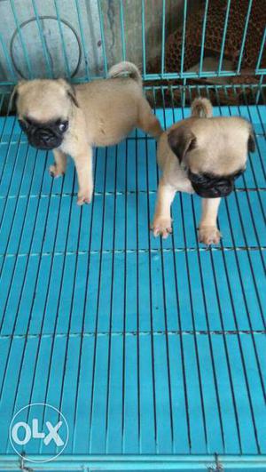 Pure breed Pug puppies booking open any one