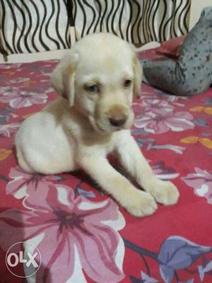 Pure breed male labrador puppy 45 days old. Cute