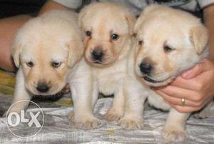 Pure breeds labrador pups available