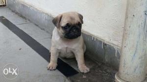 Quality cute attractive pug puppies available in