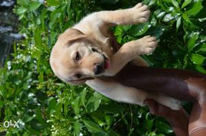 Ready stock Labrador male puppy show quality any