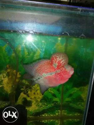 Red Flowerhorn Fish sell or exchange with discus fish