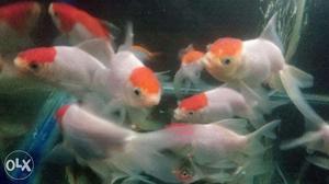 Redcap Gold Fish Size_3inch 12pcs Available