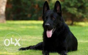 Require pure black gsd for mating.