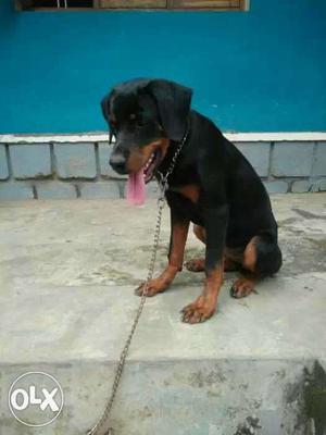 Rottweiler 5 month old trained and certified