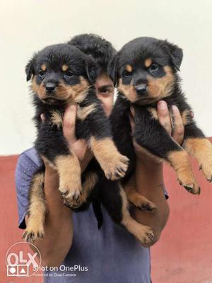 Rottweiler black and mahogany colour puppy fully