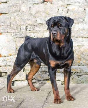 Rottweiler dog pure breed...yet to born...