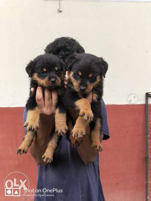 Rottweiler mahogany colour short coated puppy 50 days old