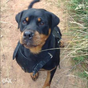 Rottweiler male. 1 year old. very friendly. fully