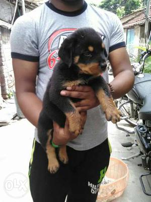 Rottweiler male puppy ready stock