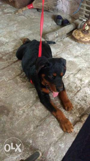 Rottweiler puppy 2month only