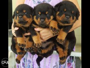 Rottweiler puppy it's available in Bangalore