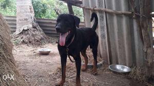 Rotweiler with certificate vaccine book male for