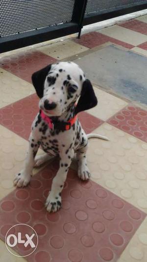 Ruby want a new home. I am from Dalmatian family