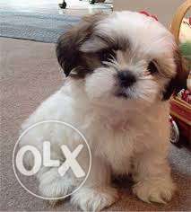 SHIHTZU pups (affectionate, alert, courageous) for sell