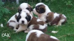 Saint Bernard available gorgeous personality