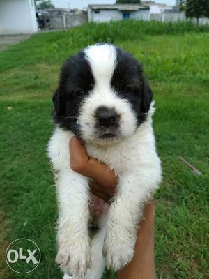 Saint bornald show quality puppy available with 20 nels