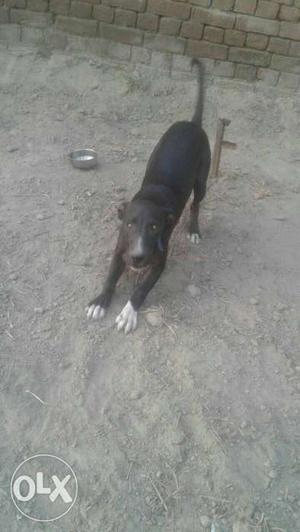 Short-coated Black And White Dog