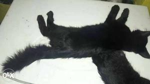 Short-coated Black Kitten