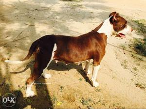 Short-coated Tan And White Dog