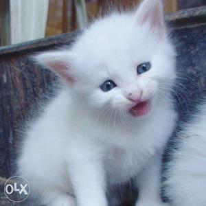 Short-furred White Kitten