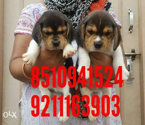 Show Quality Beagle Puppy Available