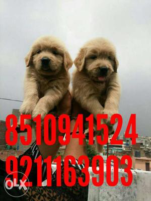 Show Quality Golden Retriever Male Puppy Available