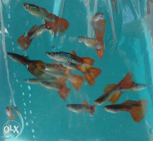 Show Quality Hybrid Guppies At Low Rate. Vedivechankovil.